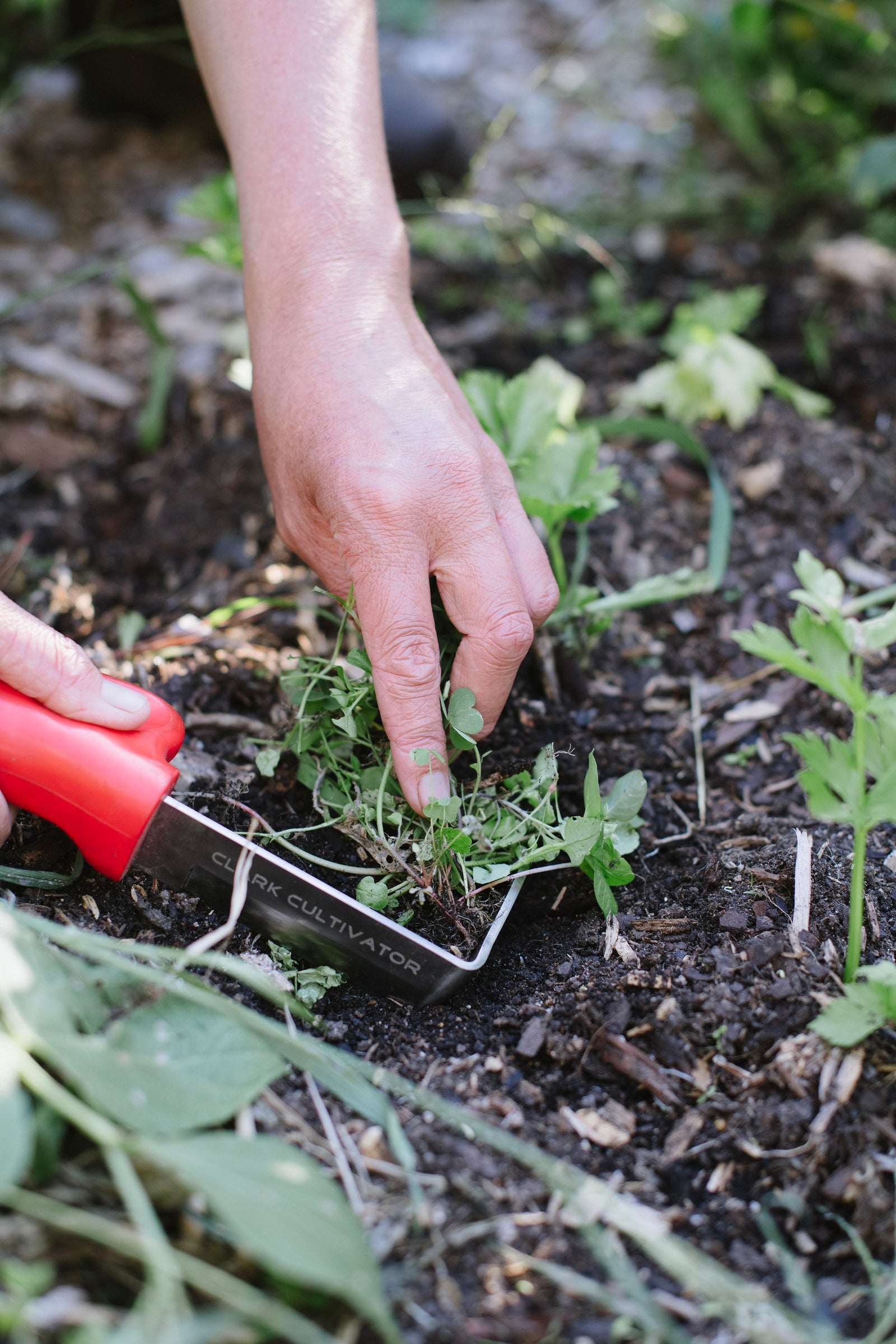 Clark Cultivator | weeding tool