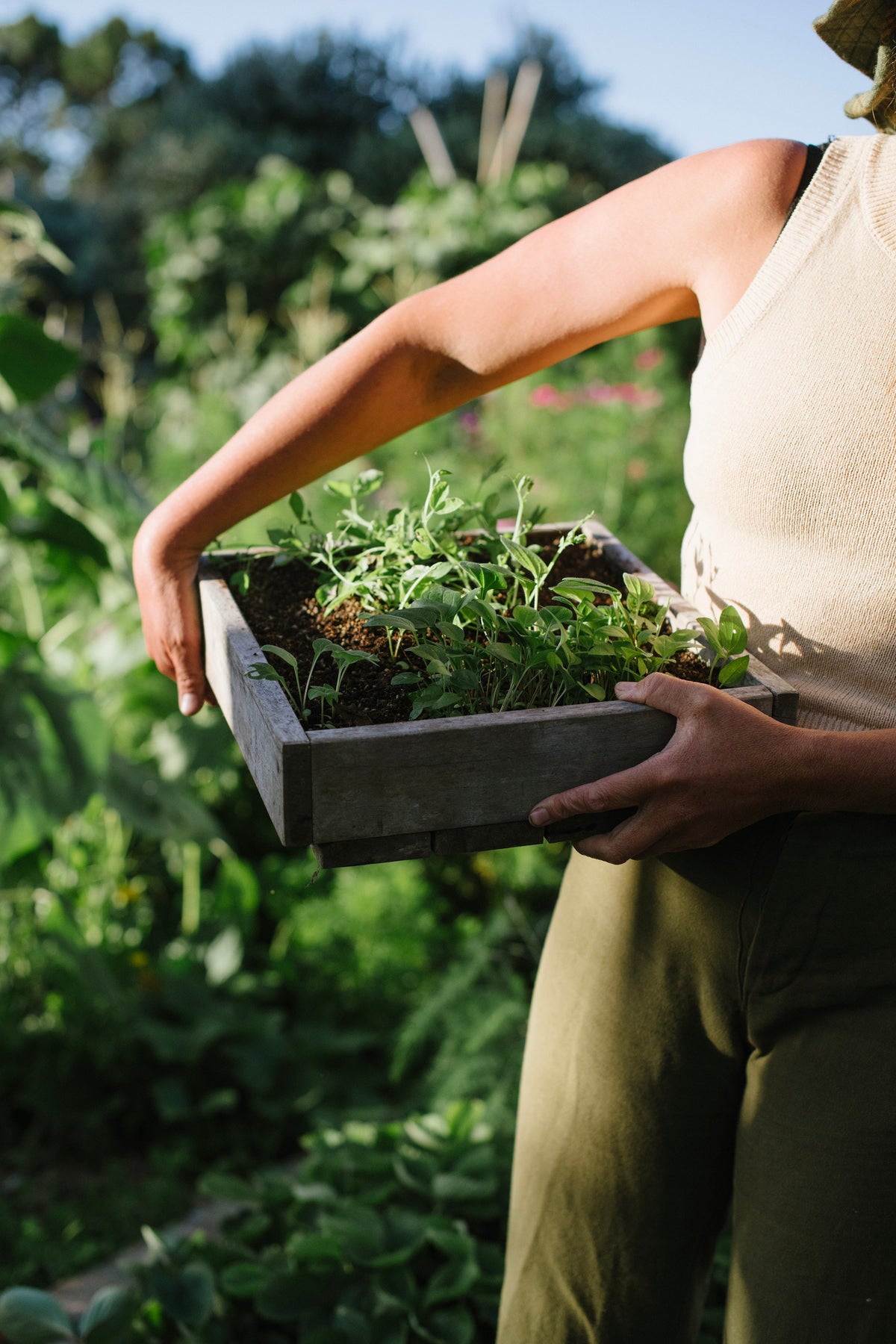 Seed raising tray with seedlings