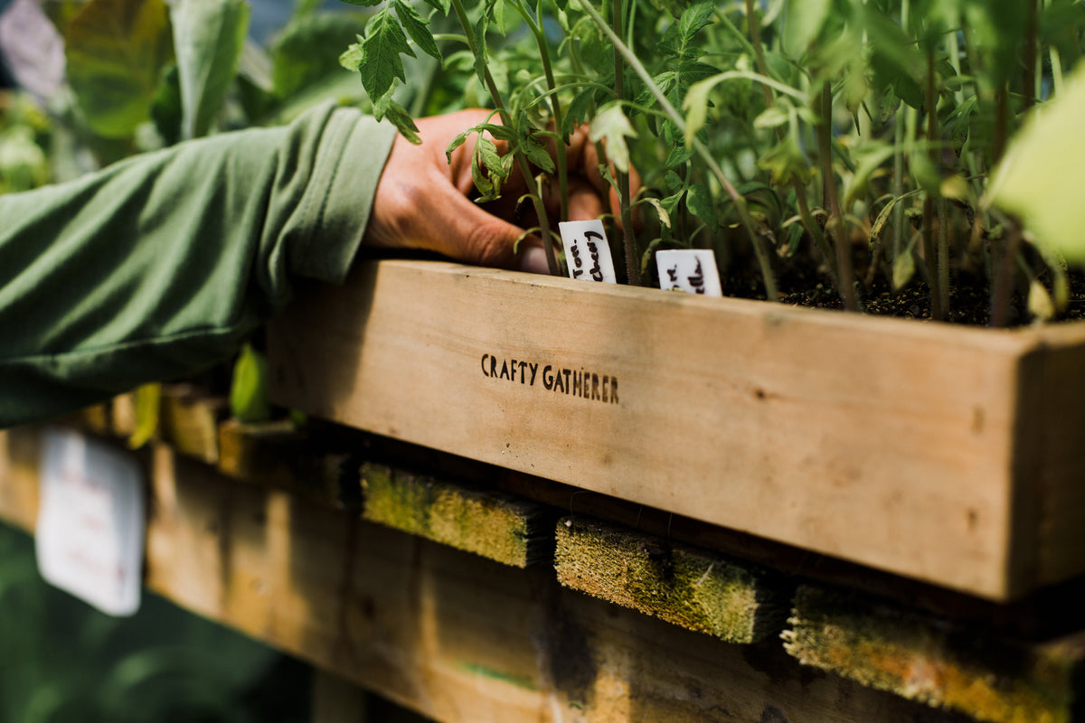 Seed Tray Trio