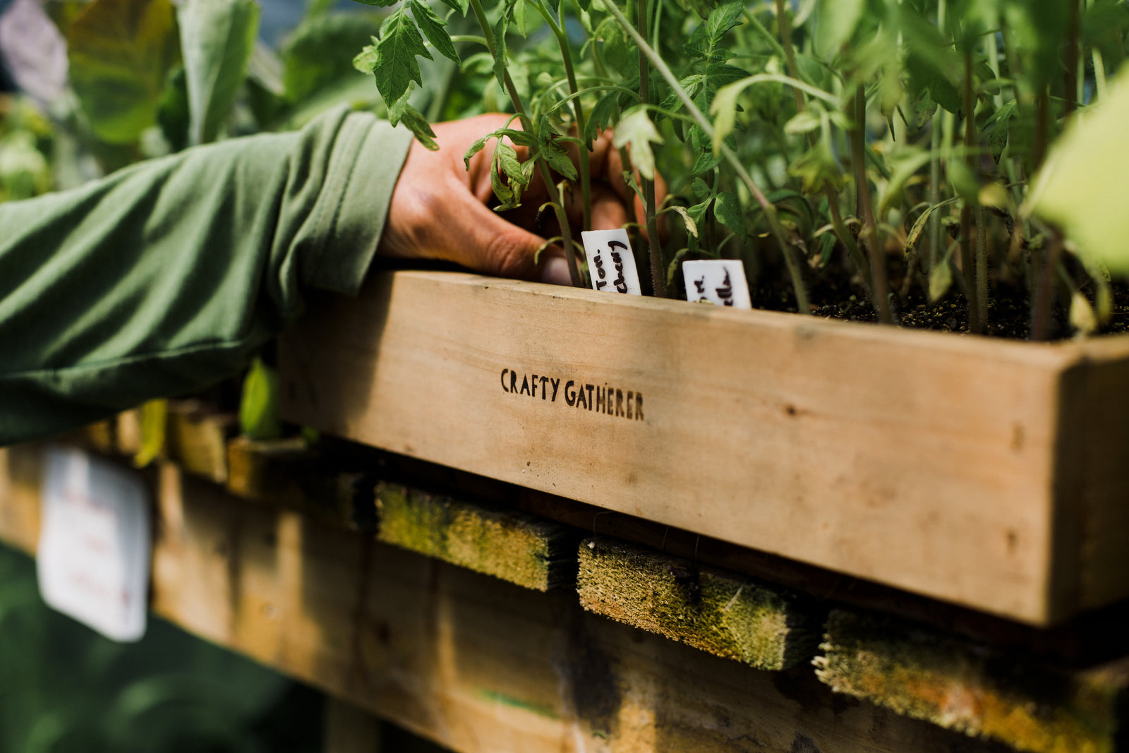Seed Tray Trio